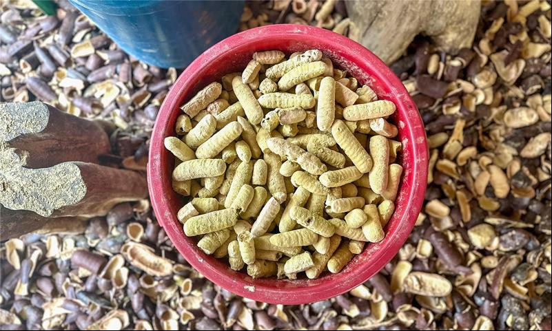 A quebra do jatobá é a segunda etapa do processo de produção da farinha